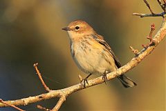 Yellow-rumped Warbler